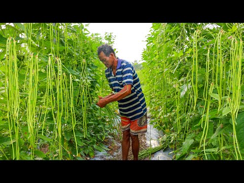 I Grew String Beans from Seed to Harvest in My Village, and Here's Happened!