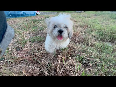 居なくなってしまった犬とまた会いたい
