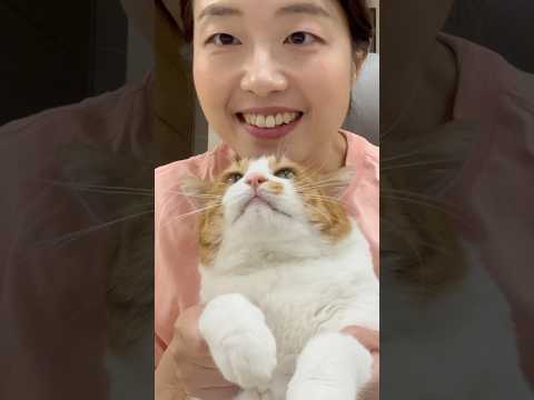 세상에서 제일 순한 #고양이 #개냥이 <strong>조신이</strong>❤️