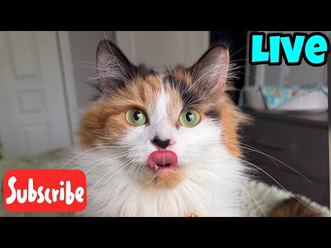 Tuesday Fluff - Live Stream