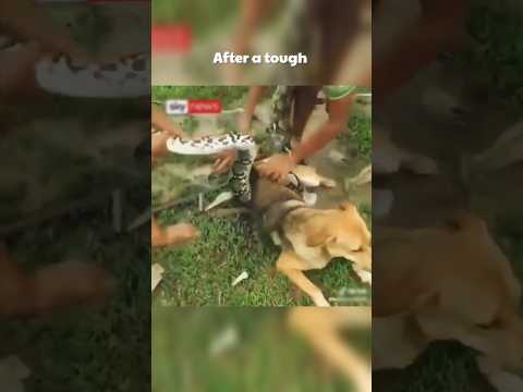 Dog Saved by Brave Boys #shorts