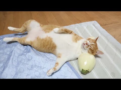 しろ米ナスと枕猫の癒し動画で癒しのひとときを サムネイル