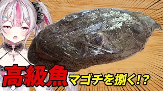 【料理】高級魚！トゲが危険なマゴチを捌けるのか！？【桃川ニジマス/うおむすめ】