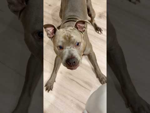 Scared Of The Halloween Decorations 🤣🚫 #dog #funnydog #pitbull #shorts #viral #pets