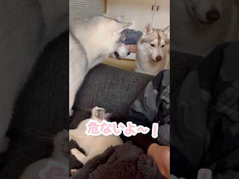 子猫を独り占めされて怒るハスキー #シベリアンハスキー #ハスキー #子猫