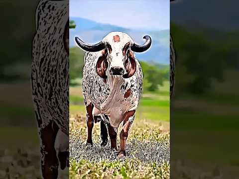 Jay Gaumata #cow#yshorts#gaumata