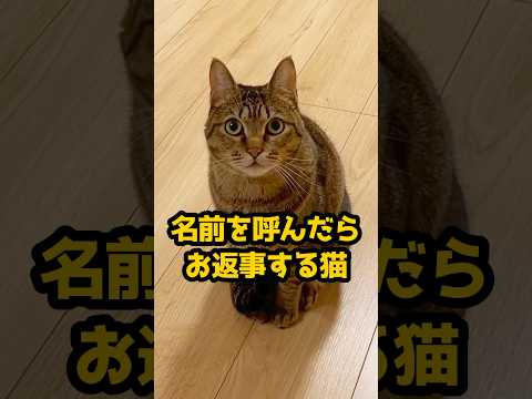 返事が可愛すぎる猫。 #保護猫 #ねこのいる暮らし #shorts