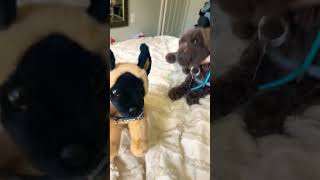 With bestie!! #dontflop #fypシ゚viral #essa #friends #dogs