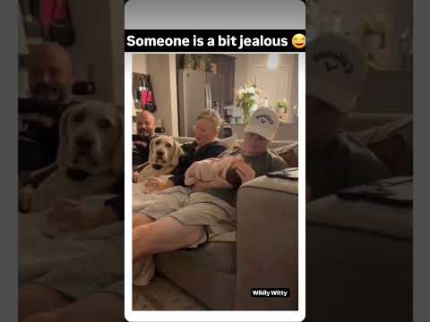 Jealous who #fuuny #doglover #cat #dog #dogs #goldenretriever #cute #pets #petlover #funnyanimals