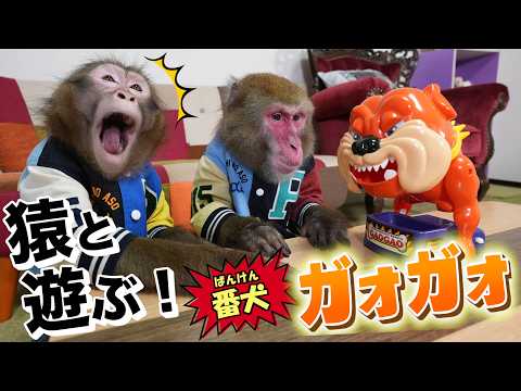 5年ぶりに「番犬ガオガオ」出したらお猿さんのプレイがうますぎて笑うしかないwwww