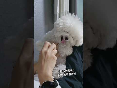 #미니비숑#강아지 발바닥 털 밀어야되는데 초예민부위인지  손도못대게 한다..하..집에서 뛰어다니다 미끄러지면 슬개골나가는데..큰일이다 ㅠ