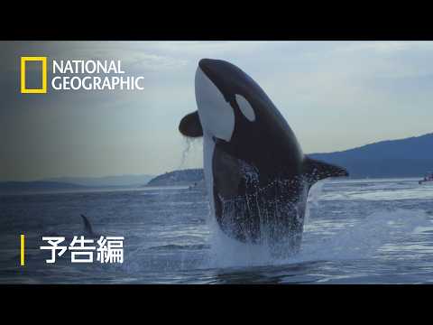 シャチ物語～心優しき海の王者 – 予告編 | ナショジオ