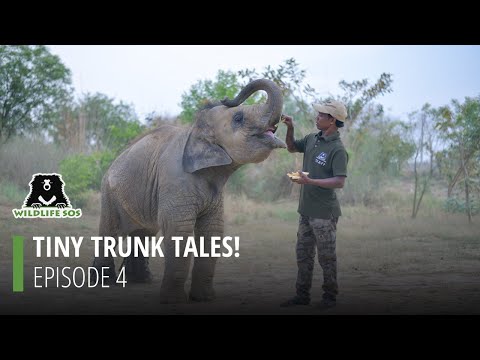 Tiny Trunk Tales, Episode 4