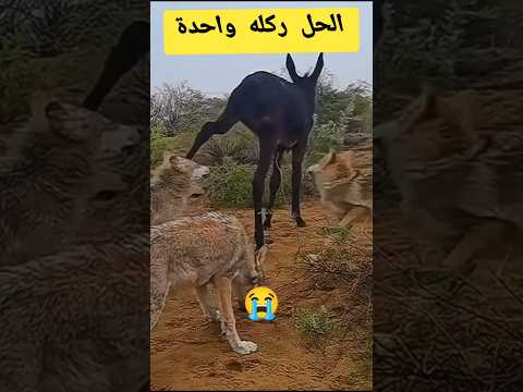 رفسة واحدة انقذت الحمار #حمار #يرفس #ذئاب_الجبل