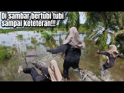 NGERI-NGERI SEDAP!cewe KOTA MASUK RAWA MENANGKAP IKAN PREDATOR,MANCING IKAN TOMAN Pakai DAGING T-REK