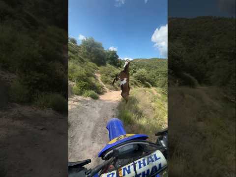 2T vs 4T ๐๐๐ #polpiรฑol #enduro #pistonrodeo #viralvideo #viralshorts