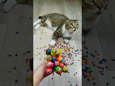 Cat Barsik Beads 🌈🍭 Reverse video #reverse #cat #marblerunandmore