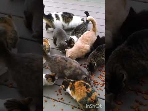 SEDEKAH KEPADA KUCING BISA MENJAUHKAN KITA DARI BALA BENCANA