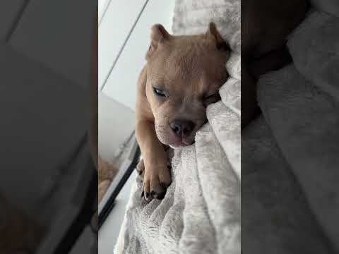Про булли за минутку🫶🏻 #амбулли #американскийбулли #americanbully #булли #puppy