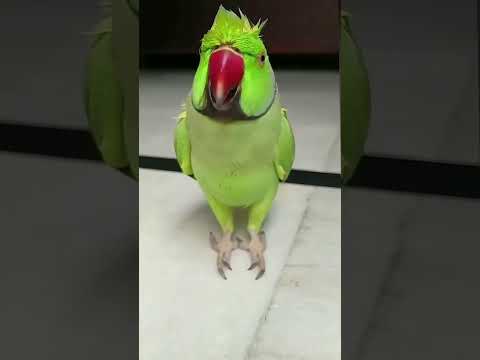 #cute #parrottalking #parrotlover #parrot #prismlivestudio