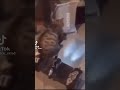 ビデオチュートリアルクイズ