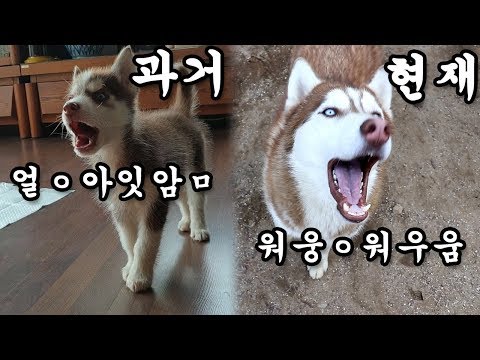 삐져서 말대꾸하는 강아지 아기때부터 현재까지 알아보자