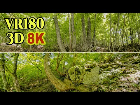 [ 8K 3D VR180 ] 横谷峡の森林浴 Forest bathing in Yokoya Gorge in Tateshina Highlands Resort , Nagano