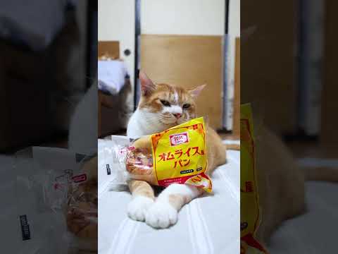 猫の動画サムネイル - オムライス風パン　250721　#ねこ　#のせ猫　 #cat #ネコ #cute　 #猫のいる暮らし　 #ねこ　 #猫のいる生活