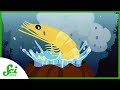 Alvinocaris Shrimp and Hydrothermal Vents