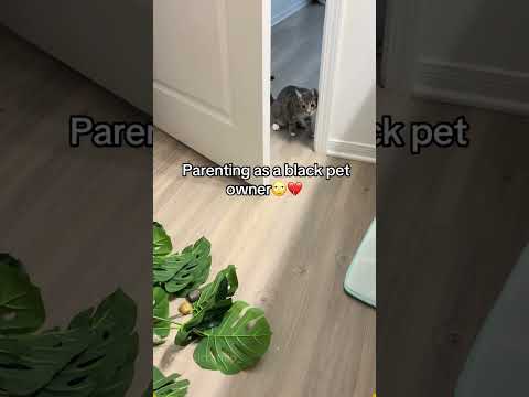 CatJust a little surprise for Mom!#cat #catsoftiktok #catlover #funny #funnyvideos