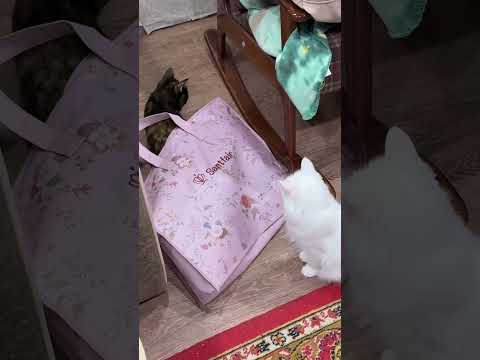 Любимое место-сумочки,пакетики 😄😄 #sʜᴏʀᴛᴠɪᴅᴇᴏ #cat #веселыекоты #прикол #прикольныекоты #юмор