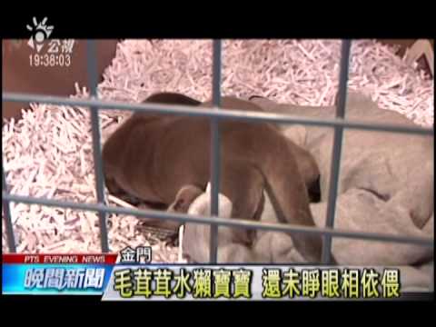 no1  20140403 公視晚間新聞 金門工地驚見 瀕絕歐亞水獺寶寶 - YouTube(1分10秒)