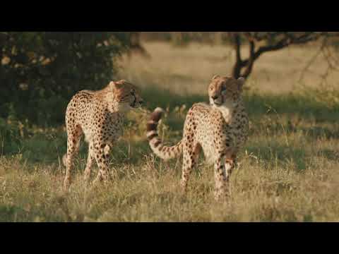Three Cheetah Brothers