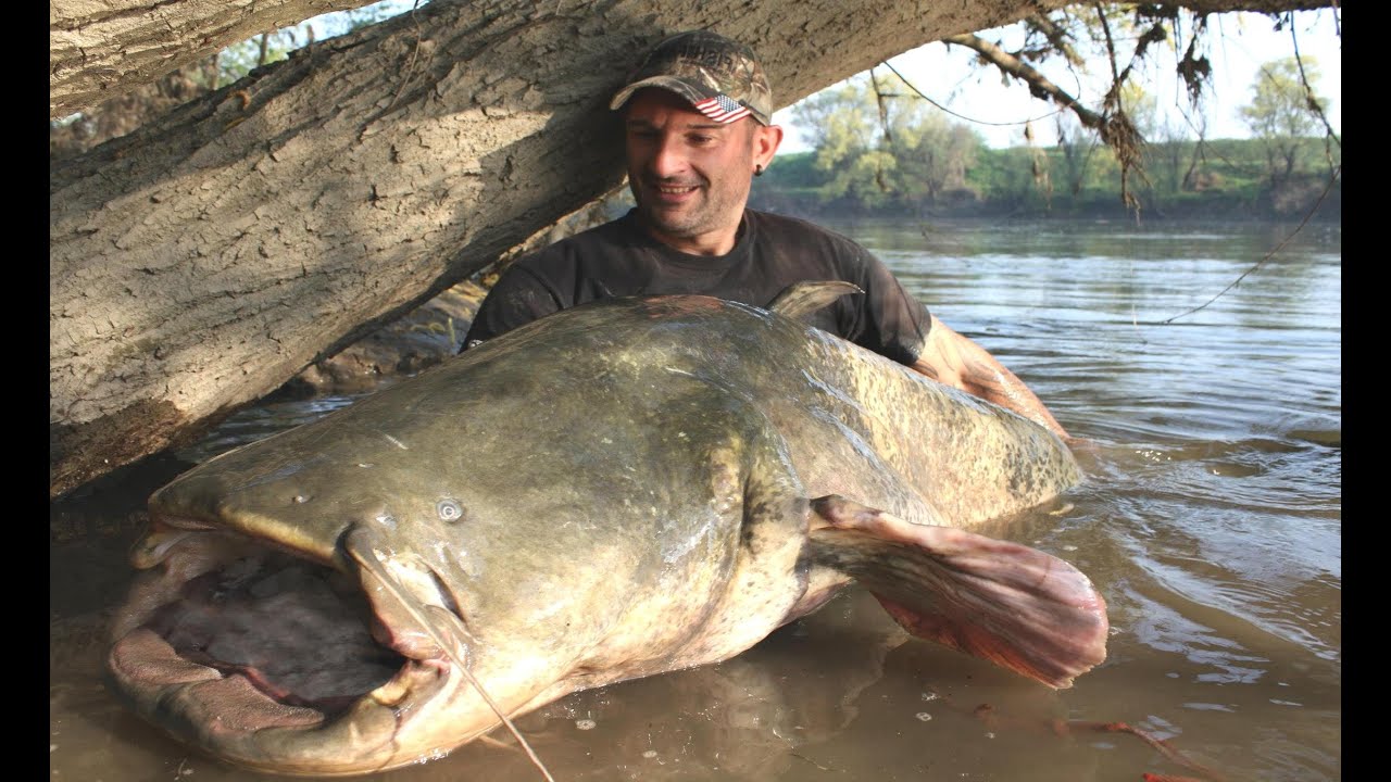 Monster catfish tall 8, 63 feet x 250 lbs caught on camera by catfish world