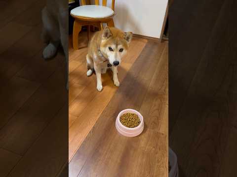 しもしも 柴犬タロウ #柴犬 #しばわんこ #しばいぬ #shibainu
