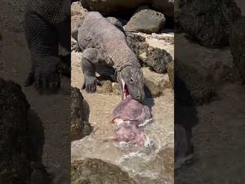 😱Komodo dragon vs giant rock squid
