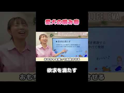 【犬 噛み癖・甘噛み】家中のものを何でもかじる!破壊する!噛み癖のしつけ方 !犬のしつけエマチャンネル【犬のしつけ@横浜】 #子犬しつけ #横浜しつけ教室