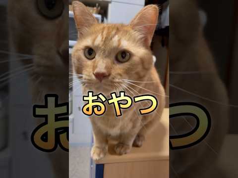 受け答えが完璧な猫 #ねこ【しゃべる猫】