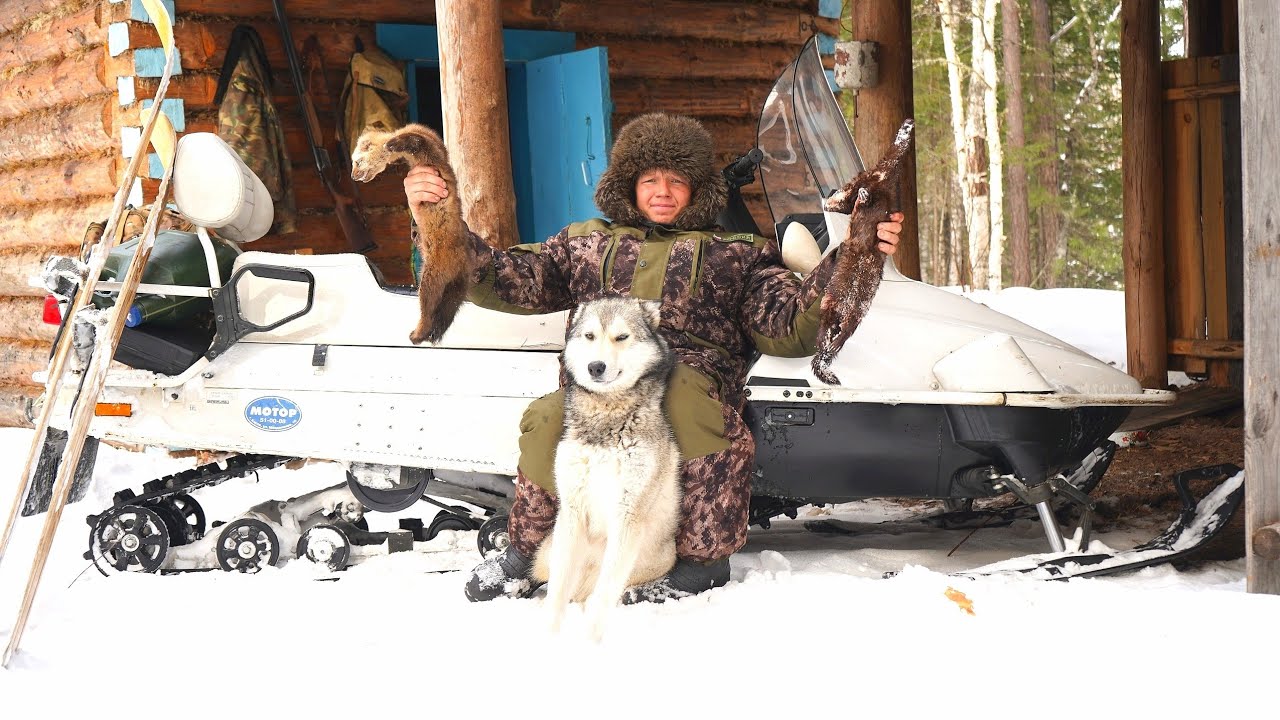 Закрываем промысловый сезон. Илим вырубает последние кедры. Вырубают путик. Снимаем капканы.