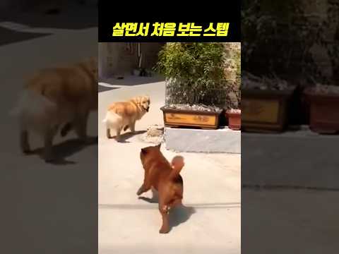 어떤 기분이면 이런 발걸음이 나오는거야?!