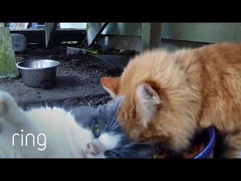 House Cat Brings Stray Cat Out of Her Shell | RingTV
