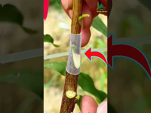 খুব সহজে পাইপ পদ্ধতিতে,যে কোন গাছের কলম তৈরি করুন,-🌴🌿🪵🪚🙋 AL-BARAKA AGRO REPORT