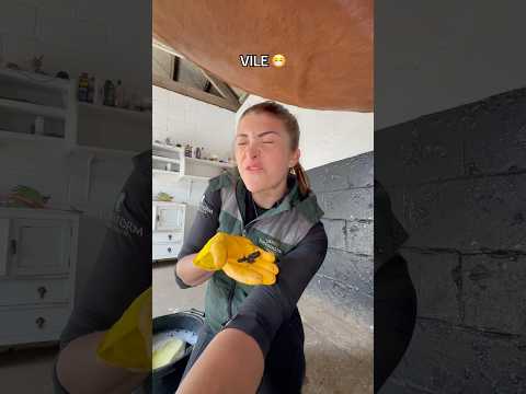 Winky washing 🫧🐴 #horse #equestrianjourney #horsegirl #equestrian #youtubeshorts #abcd