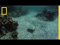 Exploring the Sea of Cortez: A White Shark Adventure