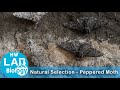 Natural Selection and Genetic Variation