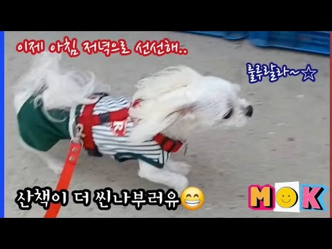 이제 아침 저녁으로 선선해/ 산책이 더 씬나부러유😁 #울집댕댕이❤️미키❤️ #말티즈 #미소천사 #오늘의주인공 #동물농장