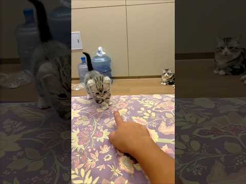 Cat video ! cat voice ! cat sound ! cat meowing #shorts #youtubeshorts #cat #cats #catsound