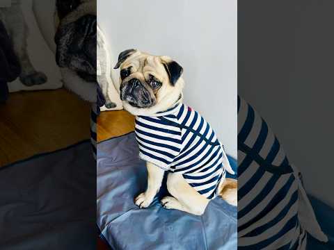 [PUG] 嫌そうな顏 (a disgruntled look) ◼︎ 彼は服が嫌いです (He dislikes being dressed) #パグ #pug #퍼그 #哈巴狗 #mops