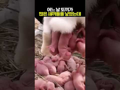 다리를 다쳤던 토끼를 구한 남자