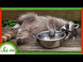 Raccoon Behavior and Sensory Sensitivity
